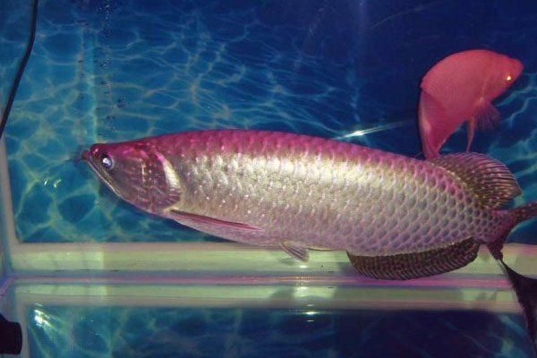 不養(yǎng)龍魚養(yǎng)什么魚比較好看：不想養(yǎng)龍魚但仍追求美觀的觀賞魚，以下幾種推薦的魚類