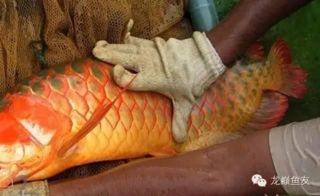 龍魚總想吐（龍魚總想吐可能由多種因素引起，） 龍魚總想吐（龍魚總想吐可能由多種因素引起，） 龍魚百科 第1張