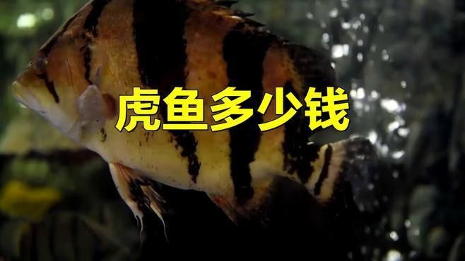 哪種虎魚最貴