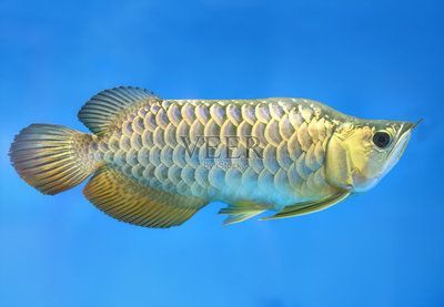 金龍魚(yú)底色淺怎么回事：金龍魚(yú)底色淺怎么回事金龍魚(yú)底色淺怎么回事