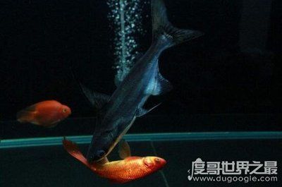 成吉思汗鯊與其他觀賞魚混養注意事項:成吉思汗鯊作為一種觀賞魚 龍魚百科 第4張 成吉思汗鯊與其他觀賞魚混養注意事項:成吉思汗鯊作為一種觀賞魚 成吉思汗鯊與其他觀賞魚混養注意事項:成吉思汗鯊作為一種觀賞魚 龍魚百科 第4張