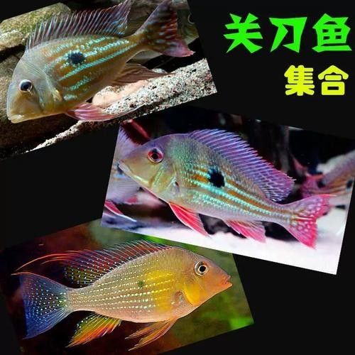 龍魚可以和發(fā)財魚一起養(yǎng)嗎圖片