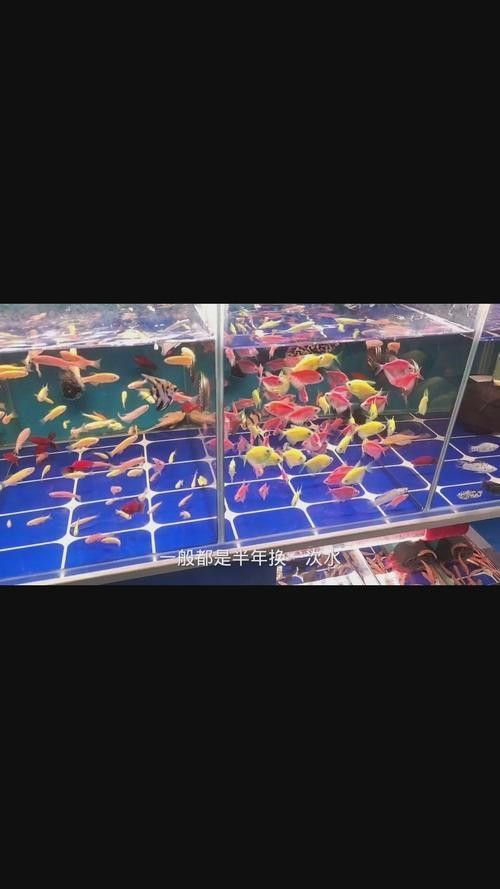 龍魚可以和發(fā)財魚一起養(yǎng)嗎圖片
