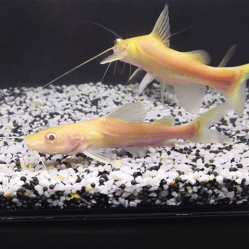 龍魚可以和發(fā)財魚一起養(yǎng)嗎圖片