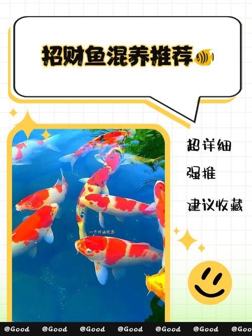 龍魚可以和發(fā)財魚一起養(yǎng)嗎圖片