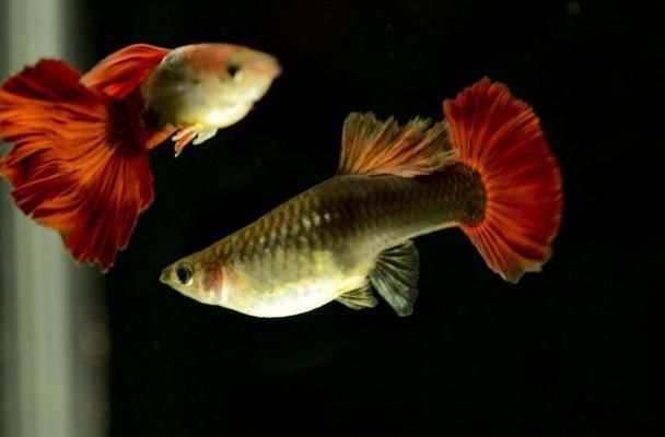 孔雀龍魚繁殖期如何調節水質：孔雀龍魚繁殖期水質的調節
