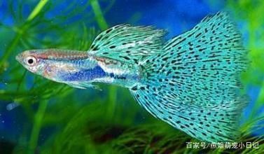 孔雀龍魚繁殖期如何調節水質：孔雀龍魚繁殖期水質的調節