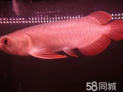 國內龍魚經銷商排行榜第一名是誰啊，