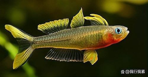 龍魚適應(yīng)期一般多久結(jié)束？