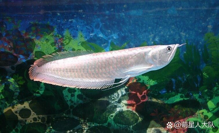 龍魚適應(yīng)期一般多久結(jié)束？