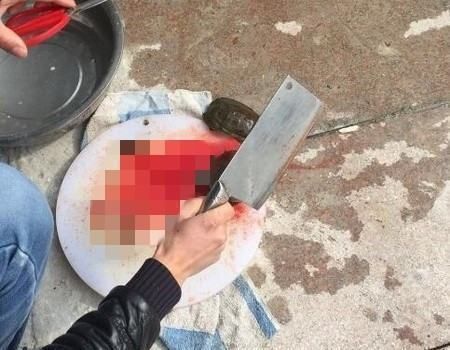 龍魚打架受傷了用什么藥治療好：龍魚打架受傷后應立即采取急救措施以防止傷口惡化并促進愈合 龍魚打架受傷了用什么藥治療好：龍魚打架受傷后應立即采取急救措施以防止傷口惡化并促進愈合 龍魚百科 第1張