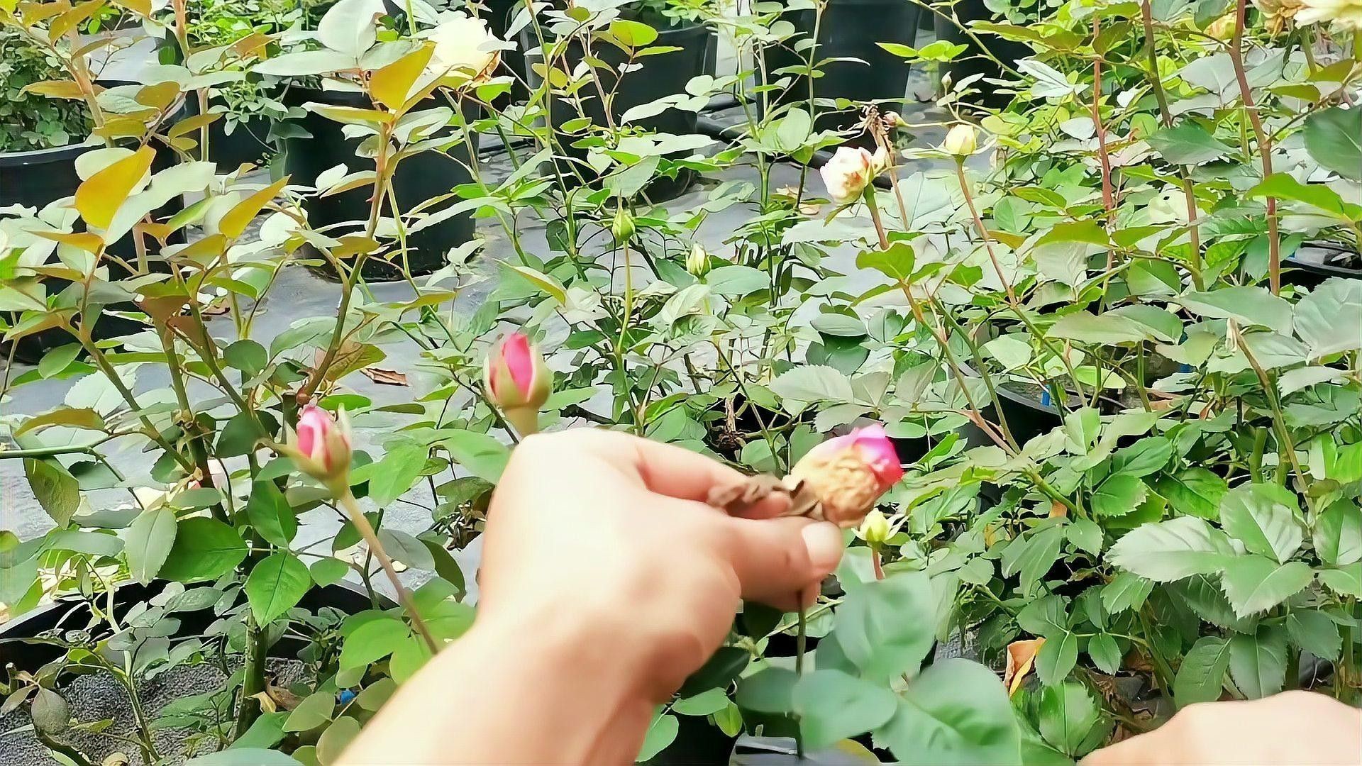紅龍月季冬季需要施肥嗎？