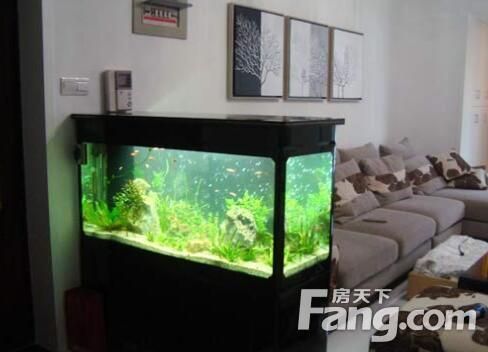 紅龍魚吃什么發(fā)色最好養(yǎng)殖（紅龍魚吃什么發(fā)色最好養(yǎng)殖呢） 紅龍魚吃什么發(fā)色最好養(yǎng)殖（紅龍魚吃什么發(fā)色最好養(yǎng)殖呢） 龍魚百科