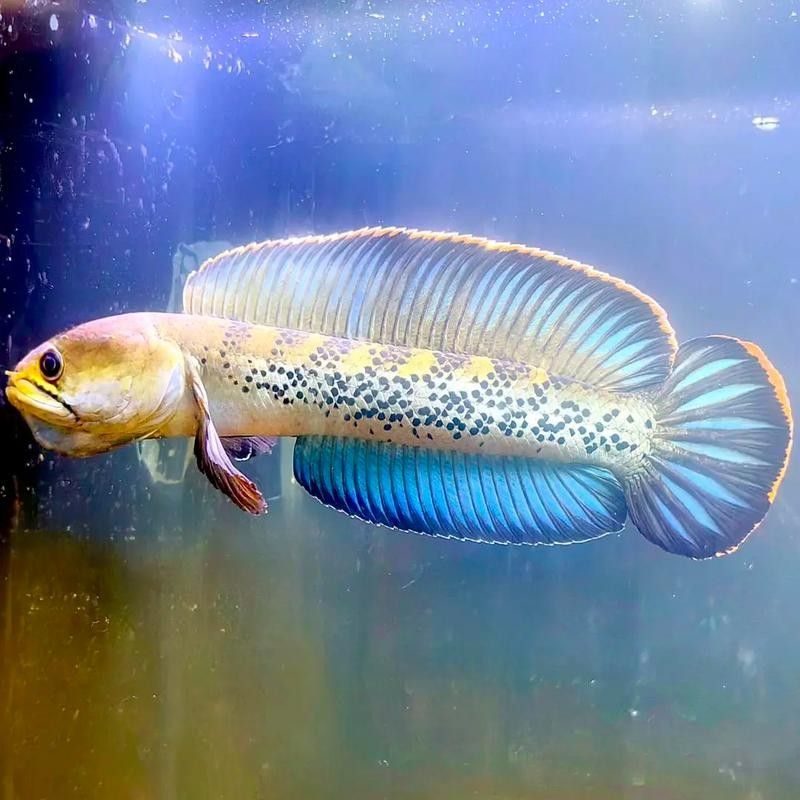 雷龍魚是什么樣子的圖片 雷龍魚是什么樣子的圖片 龍魚百科 第28張