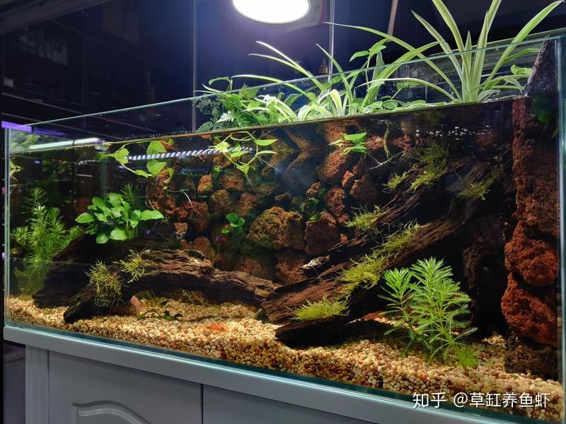 龍魚缸可以鋪底砂嗎 龍魚缸可以鋪底砂嗎 龍魚百科 第5張