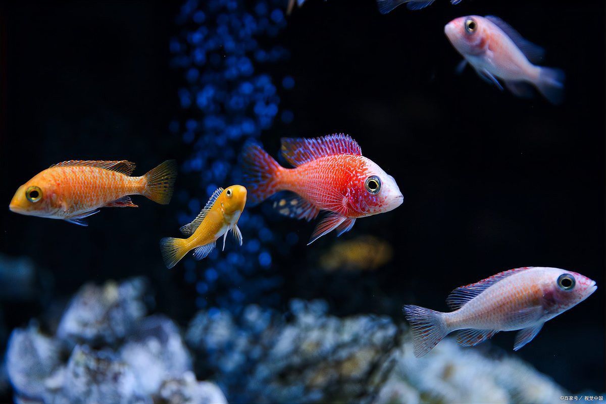 消毒燈能否用于紅龍魚食物消毒？