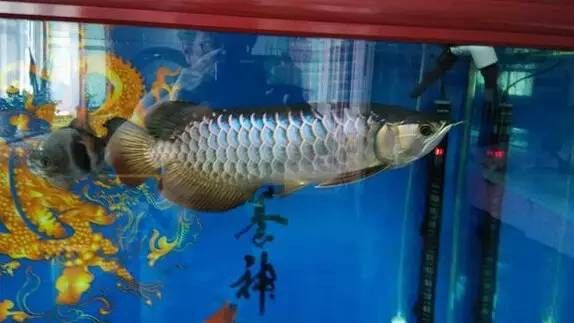 消毒燈能否用于紅龍魚食物消毒？