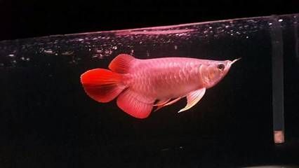 龍魚ph值怎么調整到最低 龍魚百科 第3張 龍魚ph值怎么調整到最低 龍魚ph值怎么調整到最低 龍魚百科 第3張