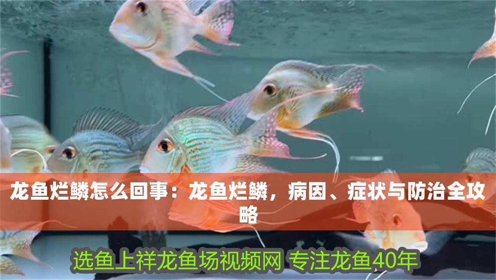 龍魚爛鱗怎么回事：龍魚爛鱗，病因、癥狀與防治全攻略
