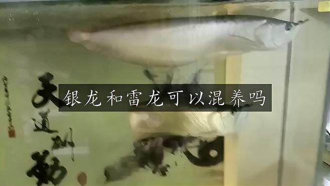 銀龍魚和雷龍魚能混養嗎