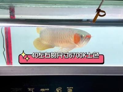 龍魚上色燈開多久合適，龍魚上色燈開多久合適龍魚上色燈的開啟時間應根據環境條件等因素