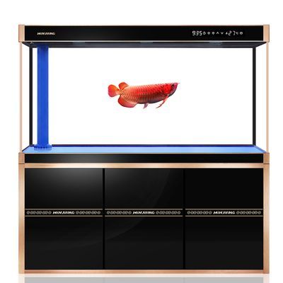 辦公室養(yǎng)龍魚好嗎吉利嗎風(fēng)水好嗎：辦公室養(yǎng)龍魚吉利嗎風(fēng)水好嗎