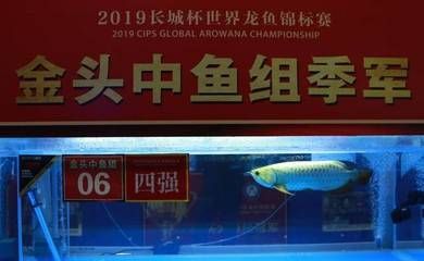 龍魚價格表今天:今天龍魚的價格表 龍魚百科 第4張 龍魚價格表今天:今天龍魚的價格表 龍魚價格表今天:今天龍魚的價格表 龍魚百科 第4張