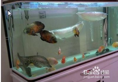 魚缸維修、清洗、定做（魚缸清洗的最佳頻率是多少魚缸維修常見問題及解決方法） 魚缸維修、清洗、定做（魚缸清洗的最佳頻率是多少魚缸維修常見問題及解決方法） 龍魚百科 第6張