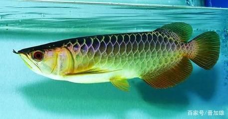 養(yǎng)龍魚的知識有哪些方面的問題：養(yǎng)龍魚的注意事項