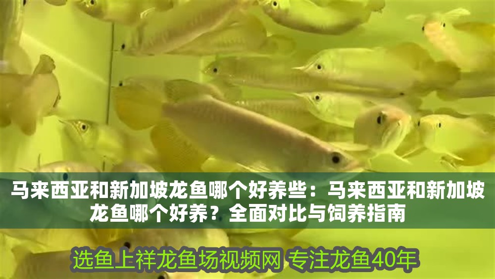 馬來西亞和新加坡龍魚哪個好養些：馬來西亞和新加坡龍魚哪個好養？全面對比與飼養指南