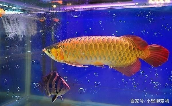 龍魚混養小妙招大全（龍魚混養空間布局技巧龍魚混養空間布局技巧）