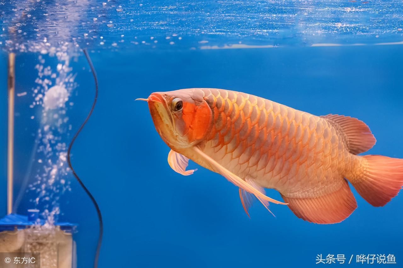 紅龍魚對水質(zhì)的要求高嗎（紅龍魚對水質(zhì)的要求）