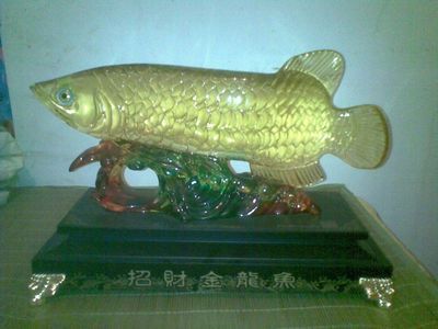 招財(cái)金龍魚(yú)嘴朝哪面（招財(cái)金龍魚(yú)嘴的朝向?qū)ω?cái)運(yùn)有著重要影響的影響）