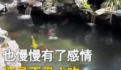 電影金龍魚被燉了（關于電影金龍魚被燉了的相關問題）