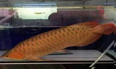 電影金龍魚被燉了（關于電影金龍魚被燉了的相關問題）