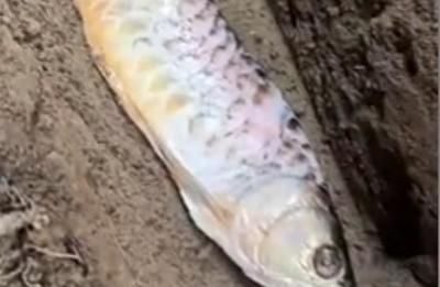 電影金龍魚被燉了（關于電影金龍魚被燉了的相關問題）