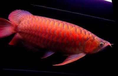 紅龍魚(yú)光照周期的科學(xué)安排：紅龍魚(yú)光照周期模擬自然光，紅龍魚(yú)光源選擇指南