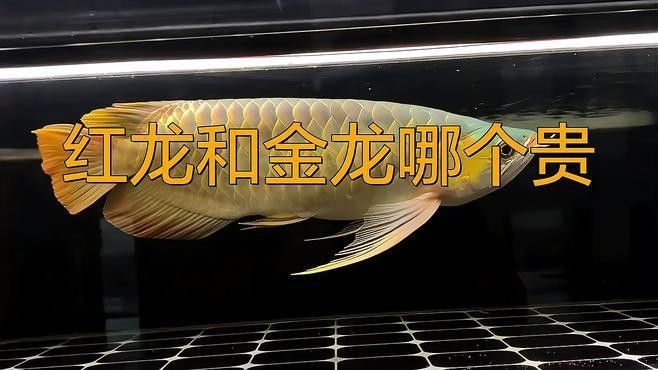 紅龍魚和金龍魚哪個更有收藏價值？