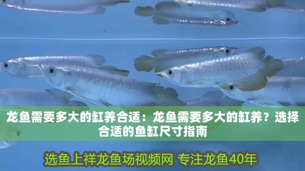 龍魚需要多大的缸養(yǎng)合適：龍魚需要多大的缸養(yǎng)？選擇合適的魚缸尺寸指南