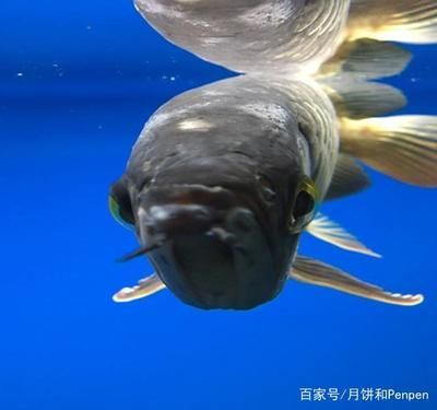 被龍魚咬傷手指有潛伏期嗎：被龍魚咬傷手指是否有潛伏期 被龍魚咬傷手指有潛伏期嗎：被龍魚咬傷手指是否有潛伏期 龍魚百科 第2張