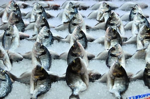 紅龍魚(yú)為什么比金龍魚(yú)貴（紅龍魚(yú)與金龍魚(yú)養(yǎng)殖對(duì)比,紅龍魚(yú)市場(chǎng)價(jià)格走勢(shì)分析） 紅龍魚(yú)為什么比金龍魚(yú)貴（紅龍魚(yú)與金龍魚(yú)養(yǎng)殖對(duì)比,紅龍魚(yú)市場(chǎng)價(jià)格走勢(shì)分析） 龍魚(yú)百科 第3張