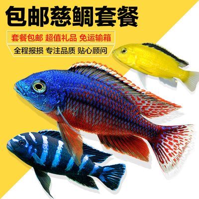 龍魚能放生嗎有講究嗎有講究嗎：如何正確飼養龍魚，龍魚風水作用詳解