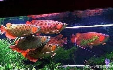 龍魚能放生嗎有講究嗎有講究嗎：如何正確飼養龍魚，龍魚風水作用詳解