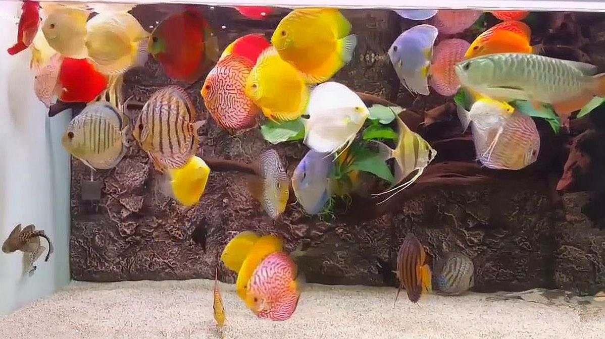 金龍魚和七彩神仙魚混養視頻 金龍魚和七彩神仙魚混養視頻 龍魚百科 第1張