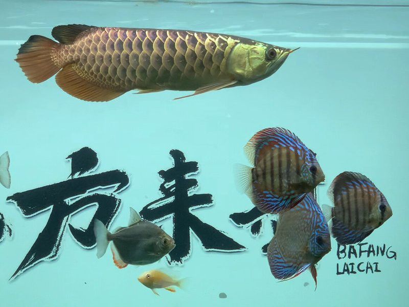 金龍魚和七彩神仙魚混養視頻 金龍魚和七彩神仙魚混養視頻 龍魚百科 第2張