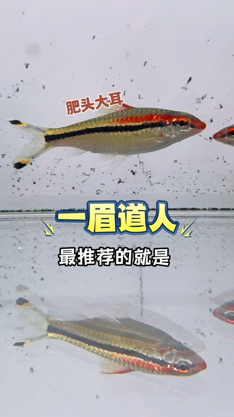 金龍魚和七彩神仙魚混養視頻 金龍魚和七彩神仙魚混養視頻 龍魚百科 第5張