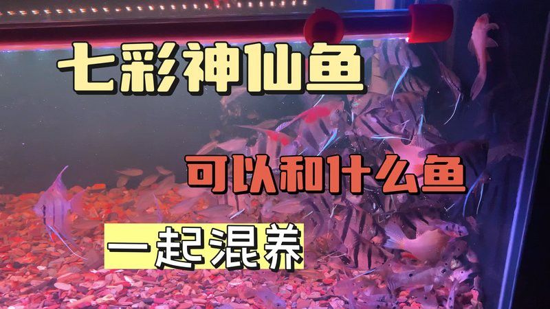 金龍魚和七彩神仙魚混養視頻 金龍魚和七彩神仙魚混養視頻 龍魚百科 第4張