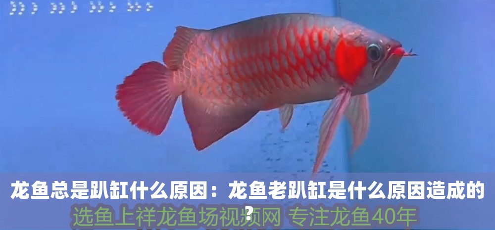 龍魚總是趴缸什么原因：龍魚老趴缸是什么原因造成的？