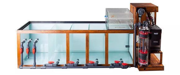 養(yǎng)龍魚用多大的魚缸比較好：養(yǎng)龍魚用多大的魚缸比較好養(yǎng)龍魚用多大的魚缸比較好