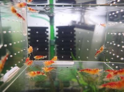 黃金龍魚養殖注意事項（養殖黃金龍魚的注意事項）